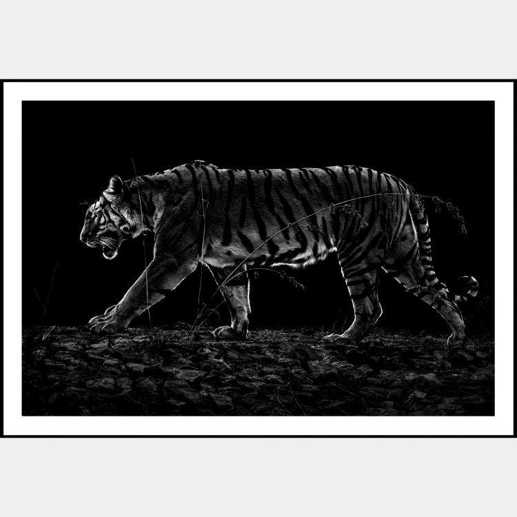 Pre Owned Tiger Noir By Composing The Wild, India, 2016 (75 X 104)