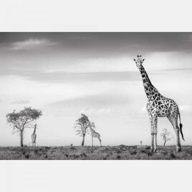 Pre Owned Towers Of Grace By Composing The Wild, India, 2022 (75 X 104)