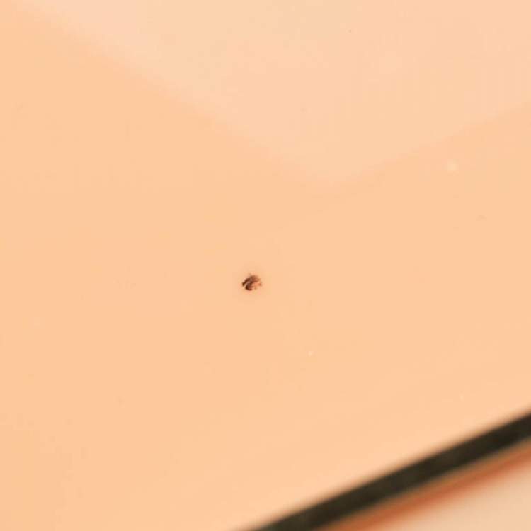 Pre Owned Charlotte Olympia Peach Perspex Cancer Zodiac Pandora Box Clutch 