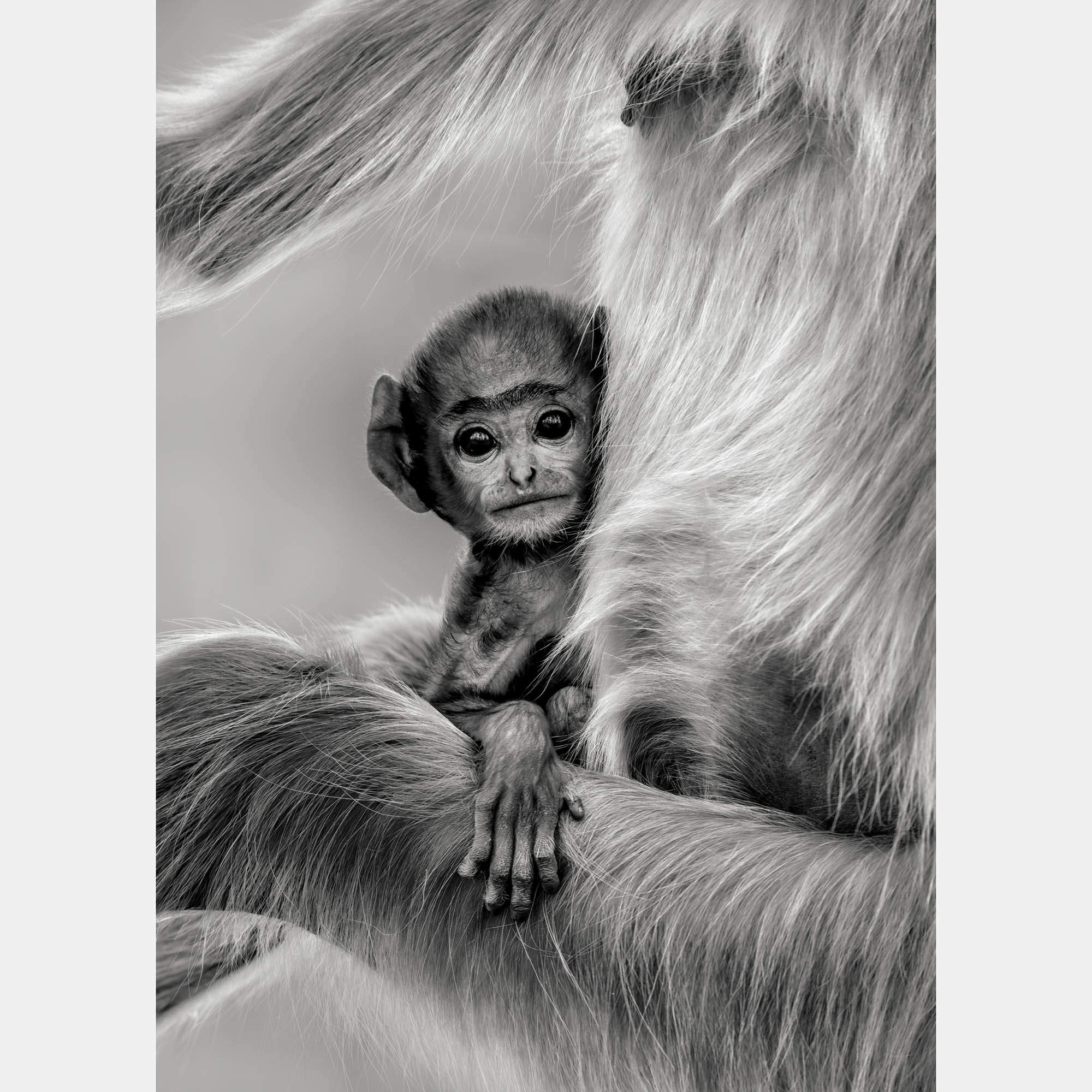 Innocence By Composing The Wild, India, 2016 (130 X 98)