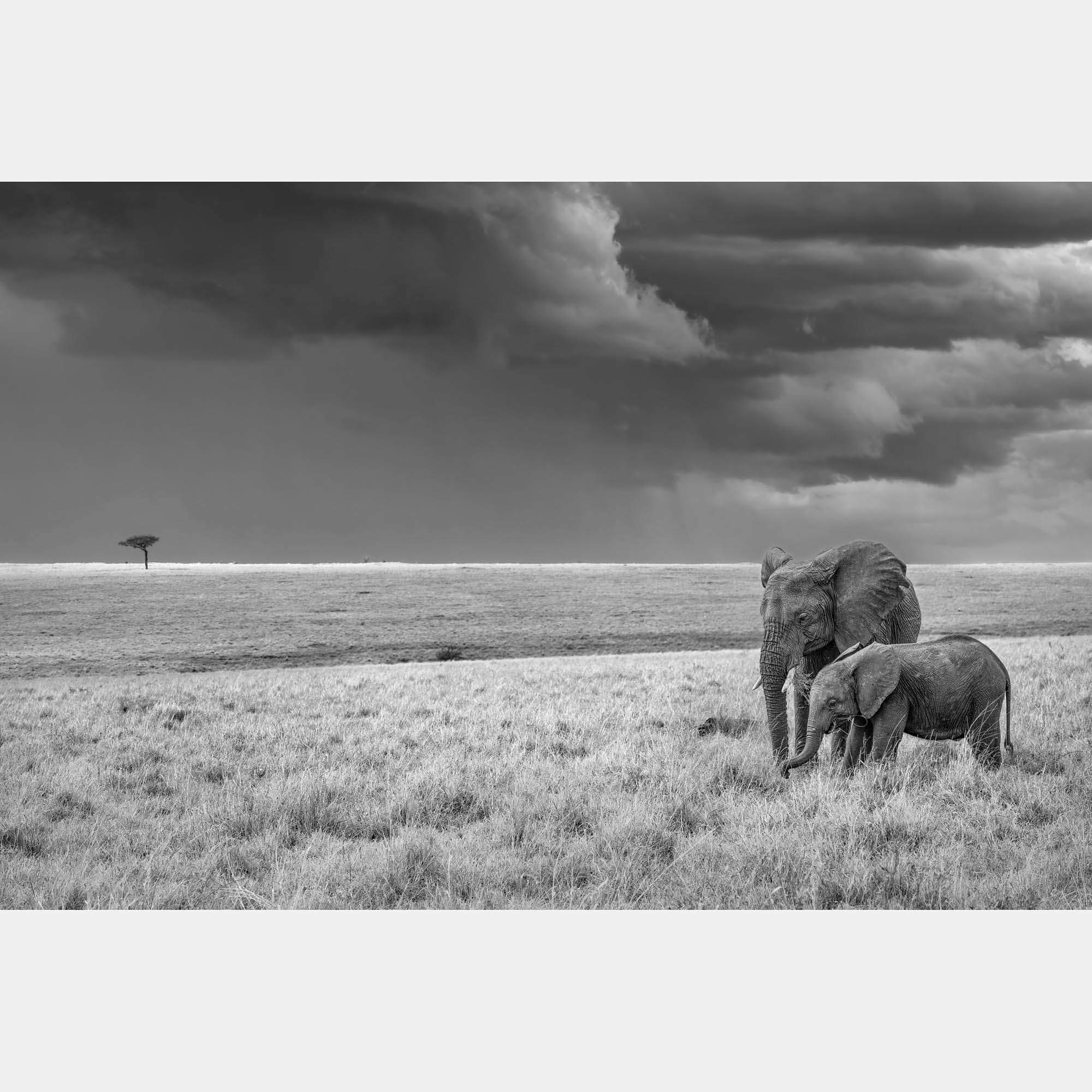 Harmony By Composing The Wild, India, 2021 (75 X 104)