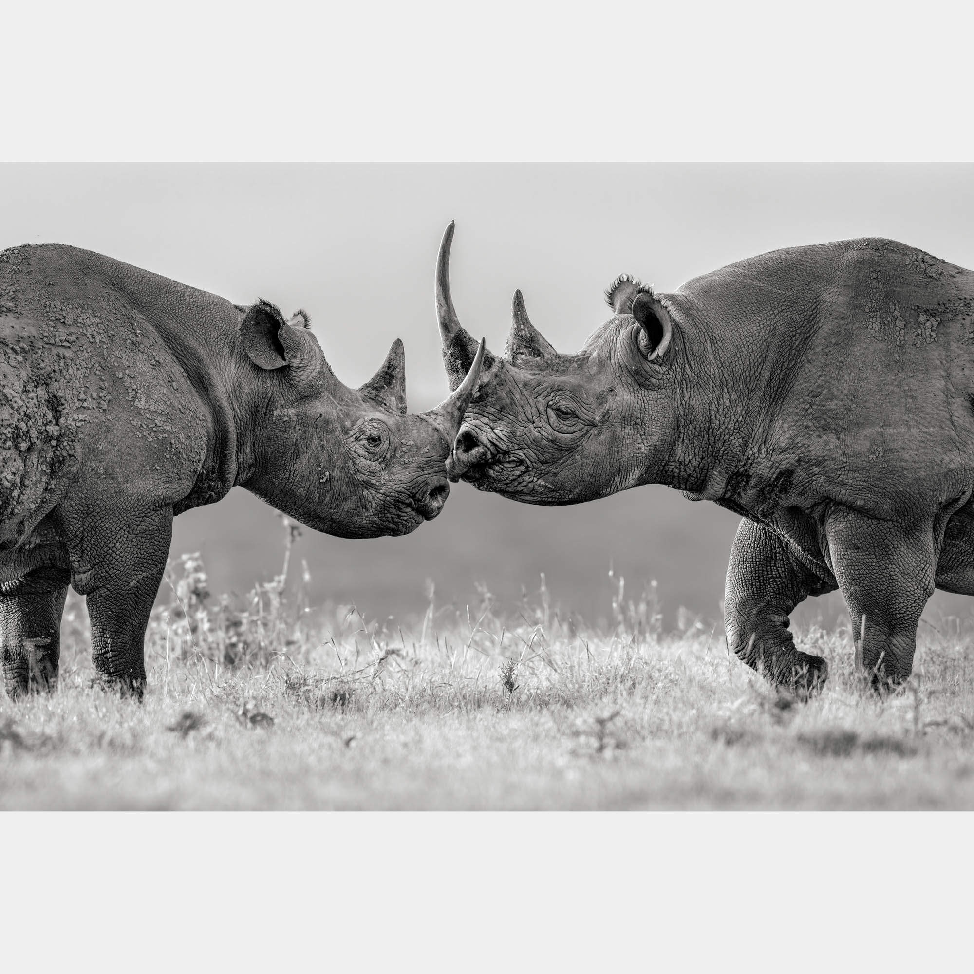 Better Together By Composing The Wild, India, 2023 (75 X 104)