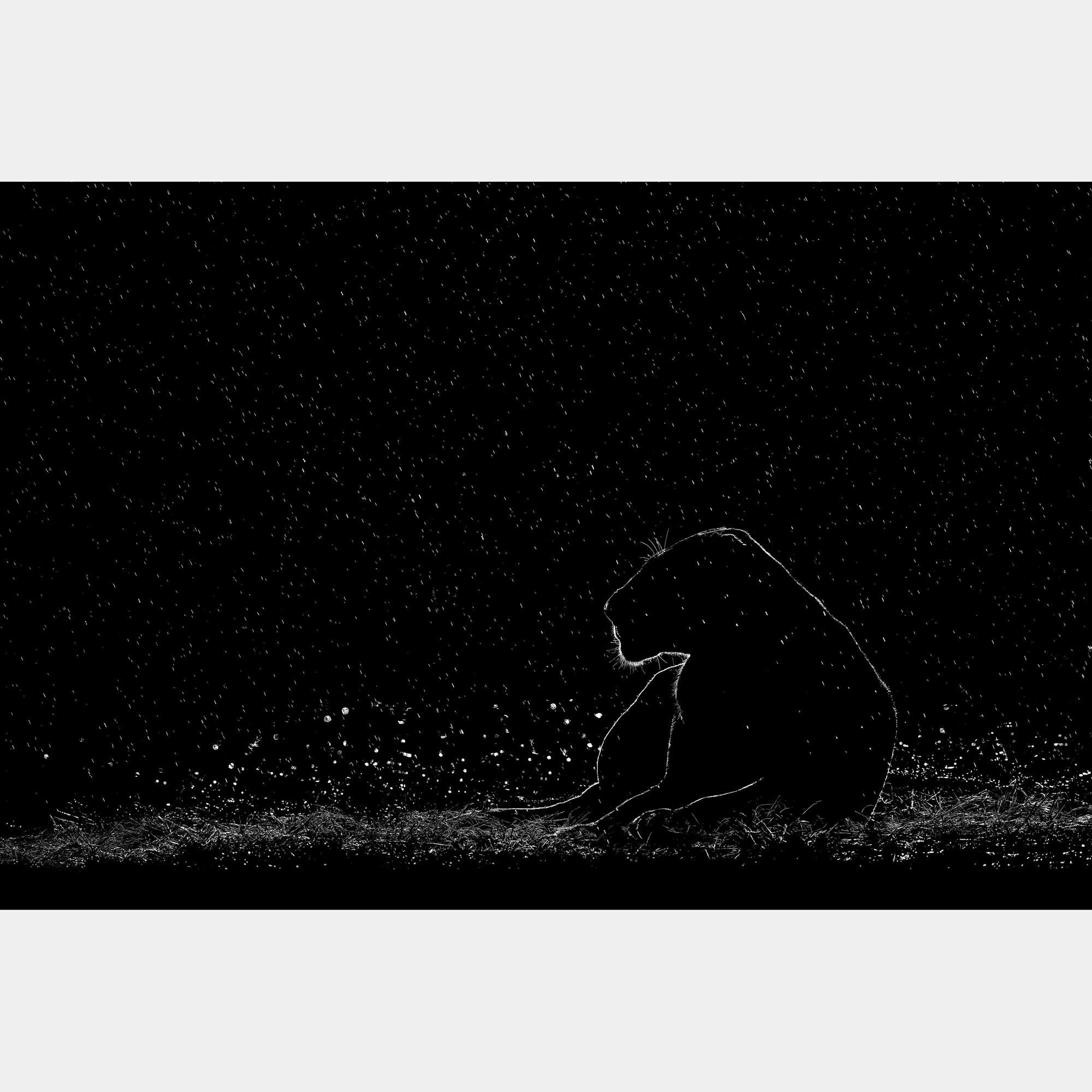 Fortitude By Composing The Wild, India, 2021 (75 X 104)