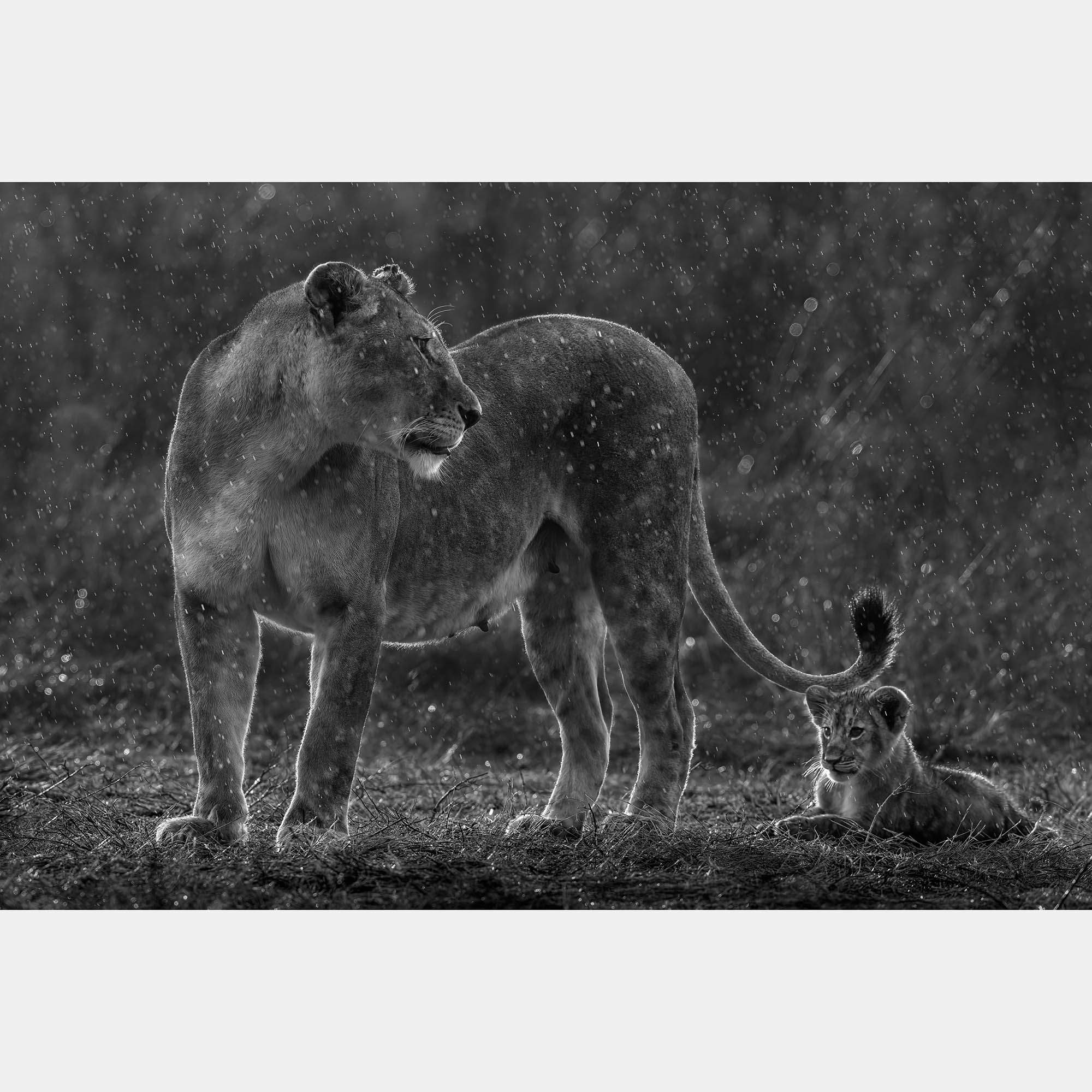 Some Rain Must Fall By Composing The Wild, India, 2021 (75 X 104)