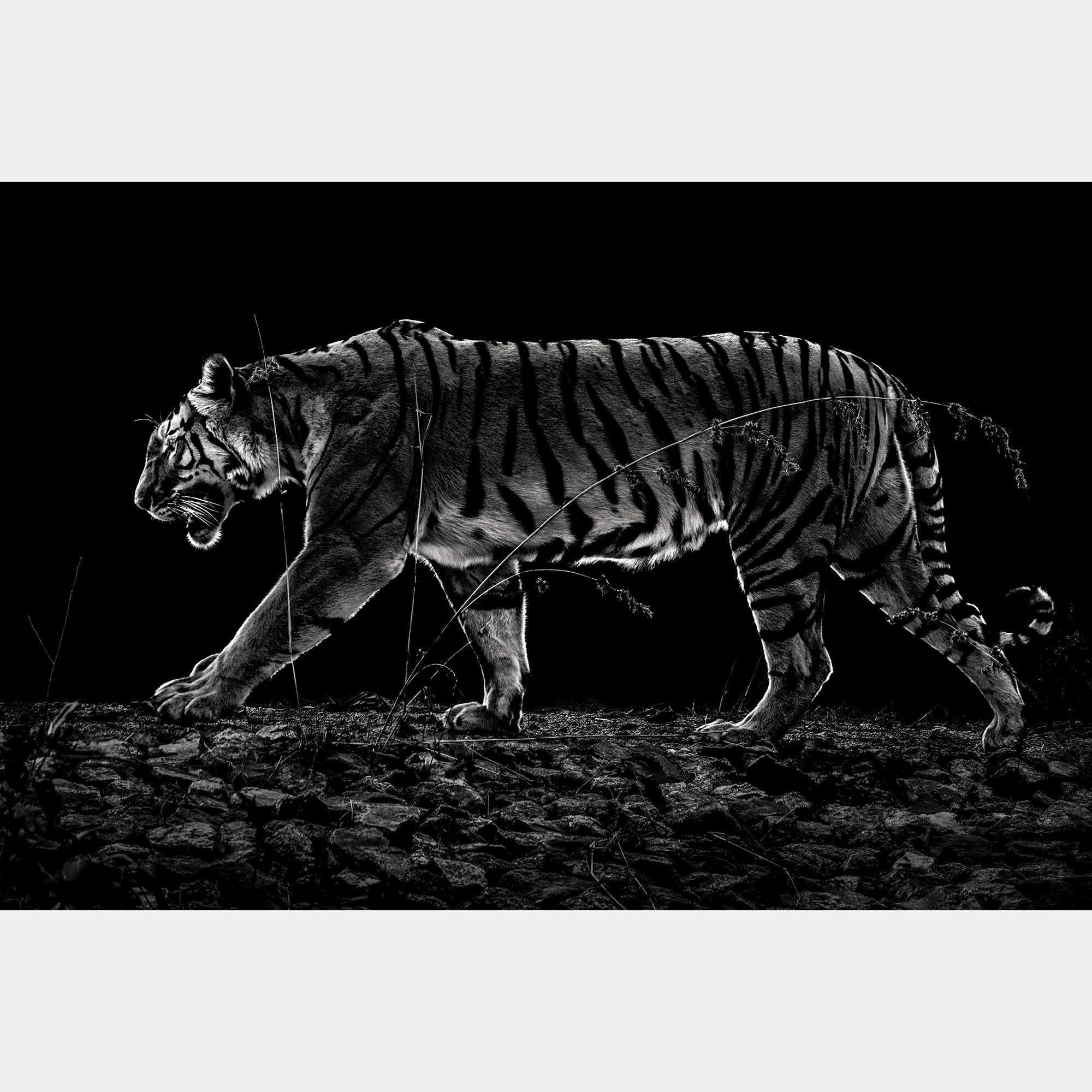 Tiger Noir By Composing The Wild, India, 2016 (75 X 104)