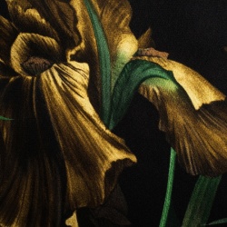 مملوكة مسبقًا Gucci Black Vanily Iris Print Fringed Silk Georgette Scarf