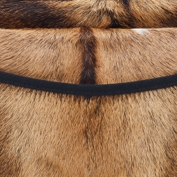 Miu Miu Brown/Black Calfhair Belt Bag